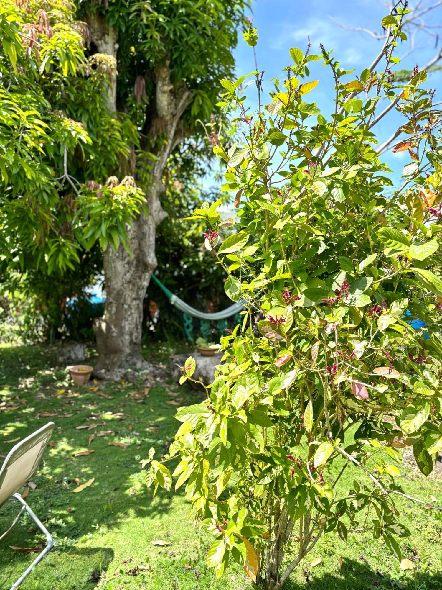 La Maison Creole Du Flamboyant - Proche Des Plages Anse-Bertrand Bagian luar foto